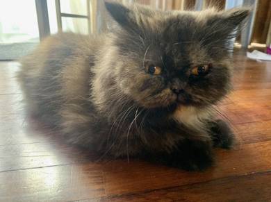 Flatface Persian Cat
