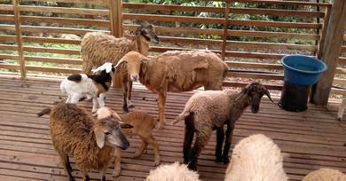kambing biri biri