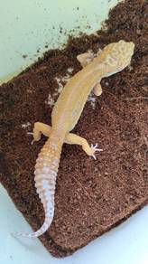 Gecko male
