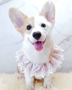 Welsh Corgi