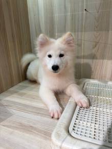 Samoyed