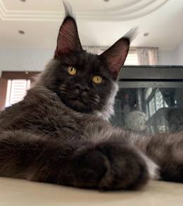 Mainecoon