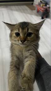 british shorthair