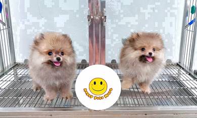 HHH_FS36643 Pomeranian puppies dog