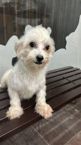 马尔济斯男
Maltese
Male
