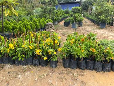 Tecoma Stans (Yellow Bells)
