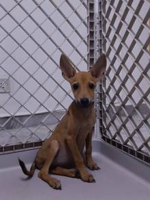 dog FREE|UP FOR ADOPTION|Puchong