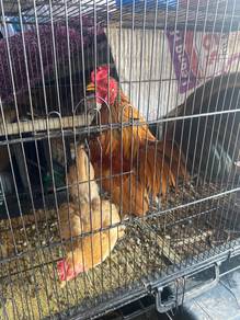 ayam bantam & ayam serama