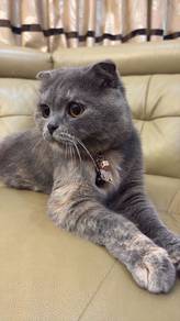 British short hair bsh
