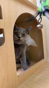 British Shorthair Female Kitten PROMO