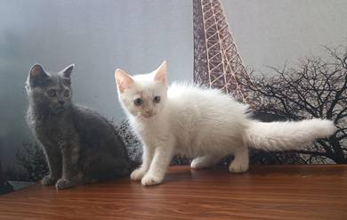 Kucing comel