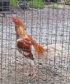 Ayam