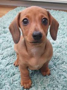 Charming Dachshund Cute Sausage Puppy Puppy Dog