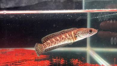 Ikan Channa Fish Auranti Cobra-5 inch (ACS-4)