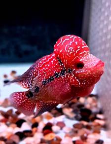 Flowerhorn