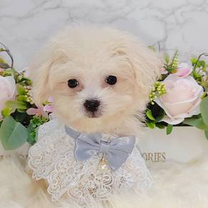 Bichon