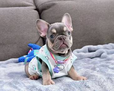 French Bulldog Puppy 042