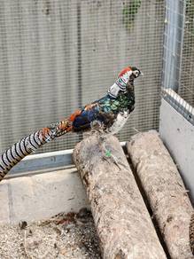 Lady Amherst's Pheasant 