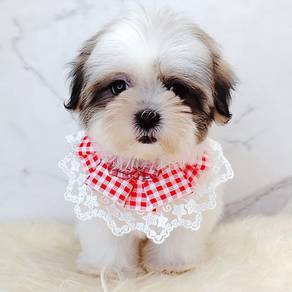 Shih tzu