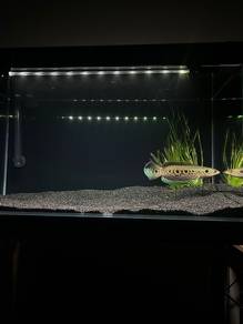 Channa Whole Set Aquarium （Brand new）