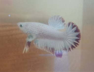 Betta fish 