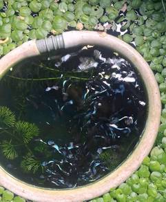 guppy be Papua mosaic