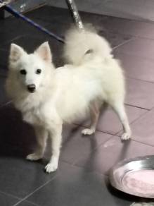 Japanese spitz