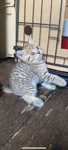Kucing Bsh Blue vs Bsh Golden