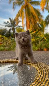 British Short Hair Kitten BSH