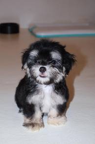 J0663 Maltipoo Gentle Wavy Coat Family Puppy