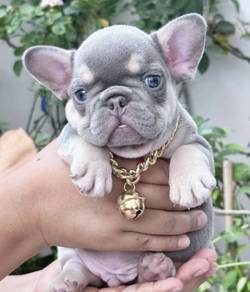 FRENCH BULLDOG PUPPIES 🌻S206 Boy~Girl