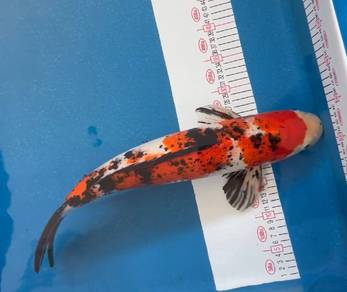 Japan Koi