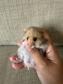 Syrian Hamster