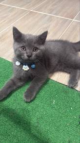 Kitten 