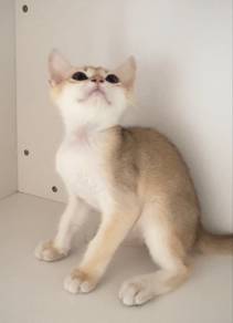 British Shorthair Golden Boy