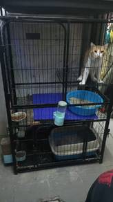 kucing