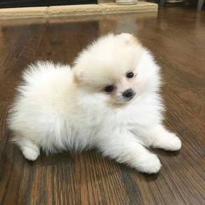 Baby-faced Pomeranian Fluffy Ball Puppy Puppy