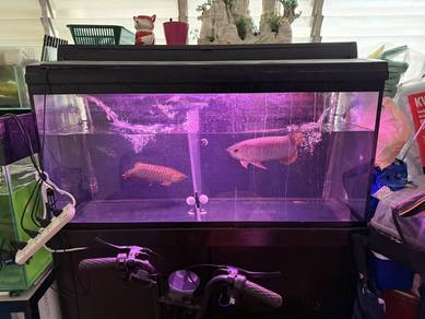 aquarium for sale