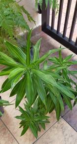 Green leafy plant