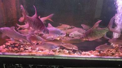 ikan kelah