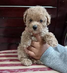 Toy poodle 