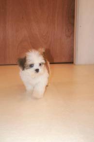 E15 Little Shih Tzu Puppy