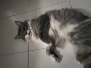 kucing baka BSH 