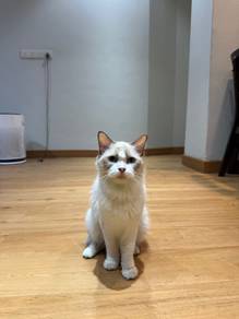 Female Ragdoll