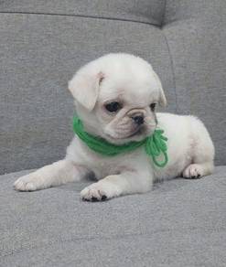 PUG PUPPIES 644 🌻 Chubby Pug Female