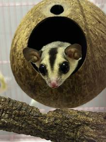 sugar glider