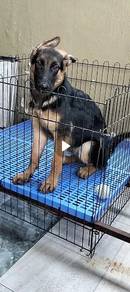 very nice female German shepherd puppy 