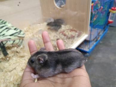 Cheap Hamster Grab Now! 