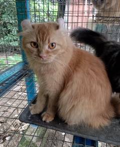 kucing 