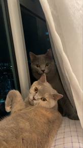 Two BSH to let go